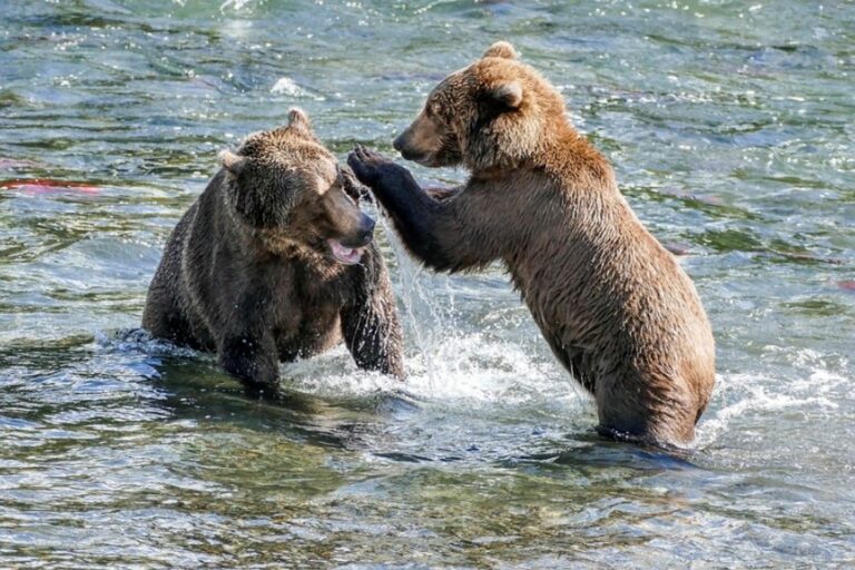 10 Largest Bear Species In The World - Largest.org