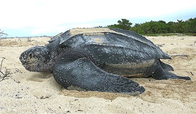 World Turtles é um construtor de colônias nas costas de uma tartaruga  gigante - tudoep