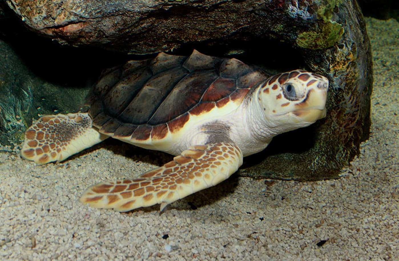 World Turtles é um construtor de colônias nas costas de uma tartaruga  gigante - tudoep