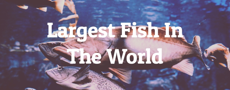 Largest Fish In The World