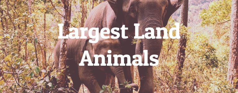 10 Largest Land Animals in the World 