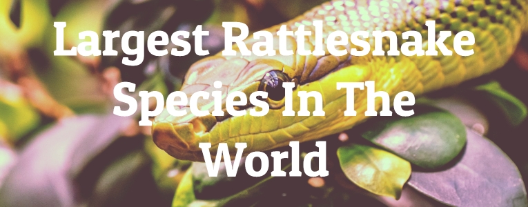 Largest Rattlesnake Species In The World