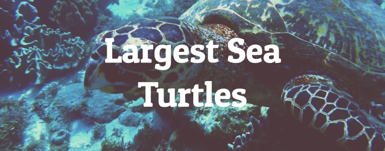 Largest Sea Turtles