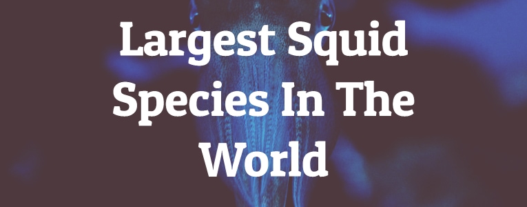 Largest Squid Species In The World