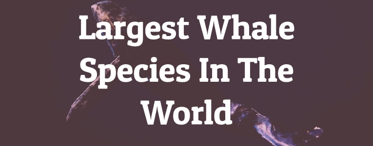 Largest Whale Species In The World