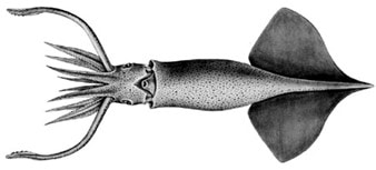 Robust Clubhook Squid