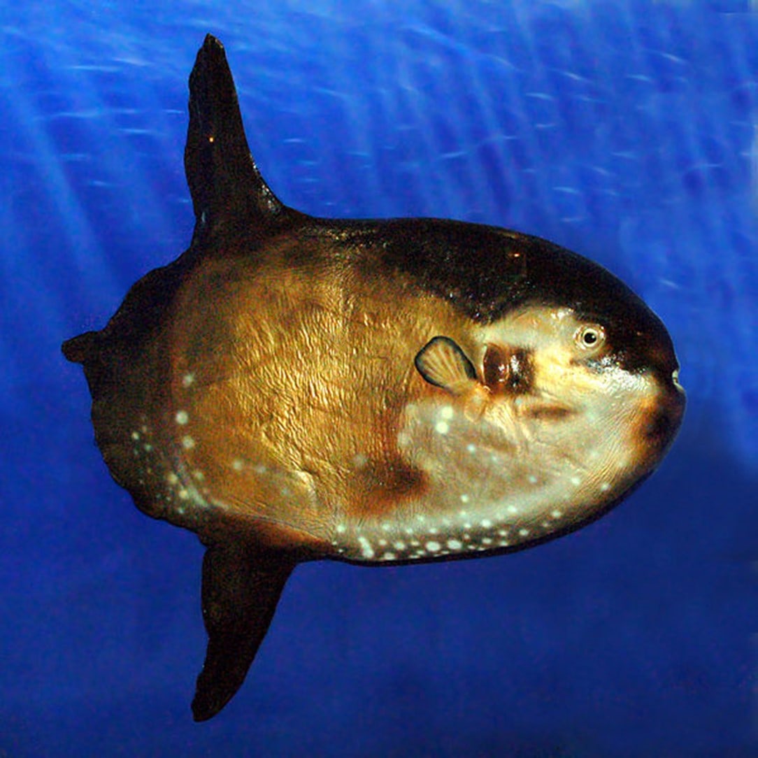 Sharptail Mola