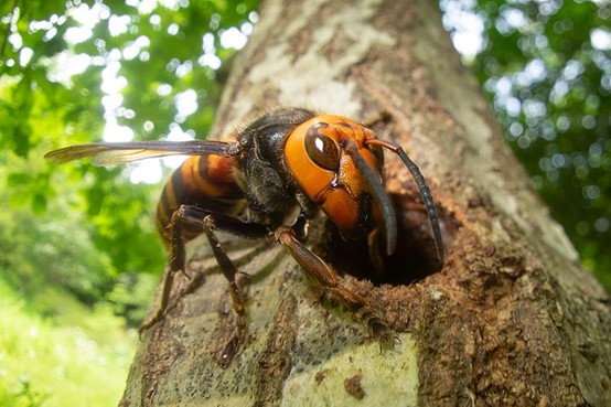 Asian Giant Hornet