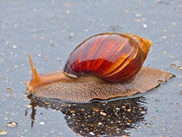 Achatina Immaculata