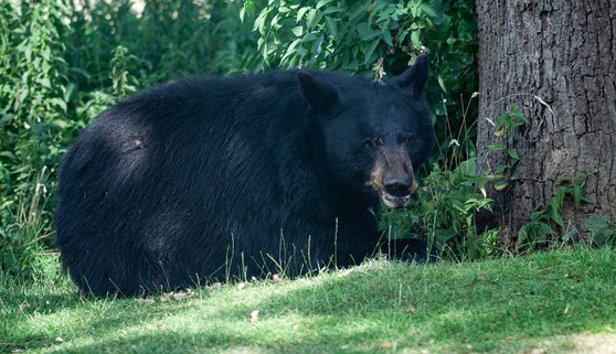 American Black Bear