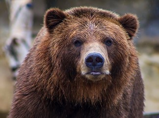 Brown Bear