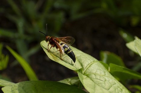 Cicada Killer