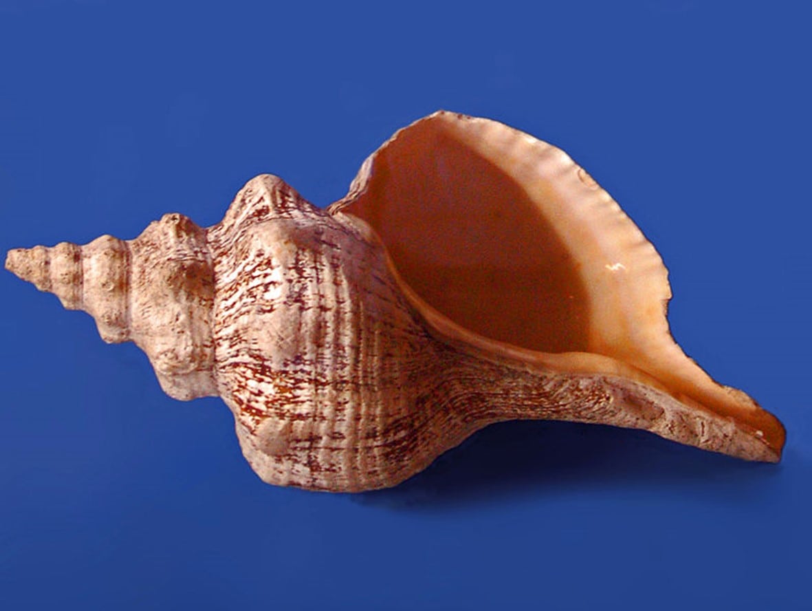 Florida Horse Conch