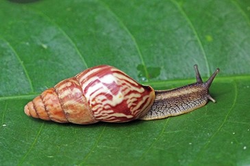 Giant African Land Snail