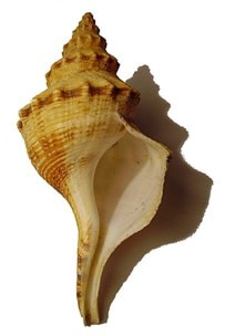 Giant Whelk