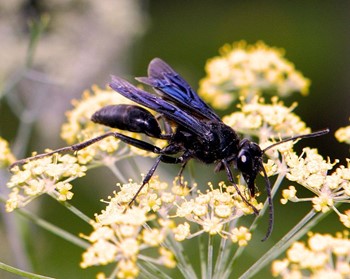 Great Black Wasp