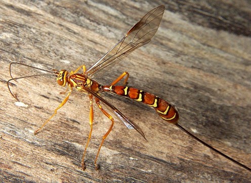 Long-Tailed Giant Ichneumonoid Wasp
