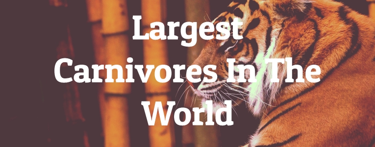Largest Carnivores In The World