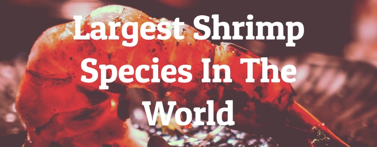 Largest Shrimp Species In The World