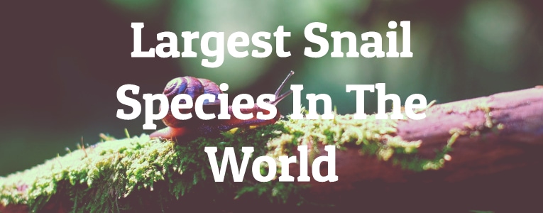 Largest Snail Species In The World