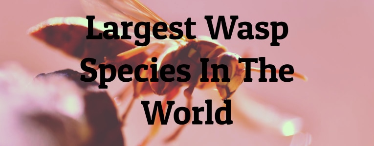 Largest Wasp Species In The World