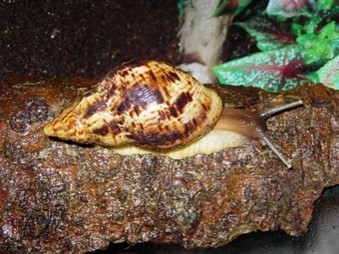 Lissachatina Reticulata