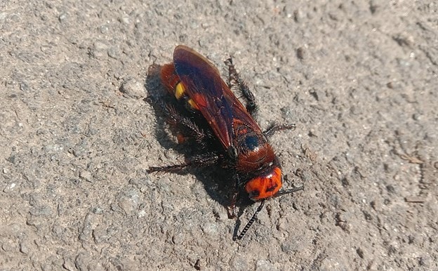 Mammoth Wasp