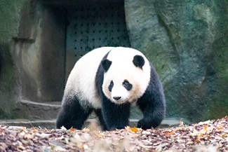 Giant Panda