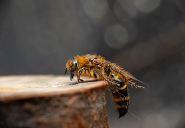 Giant Scoliid Wasp