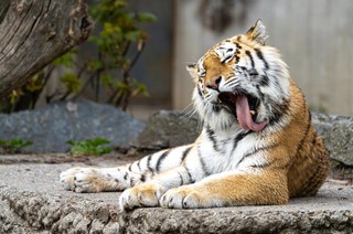 Siberian Tiger