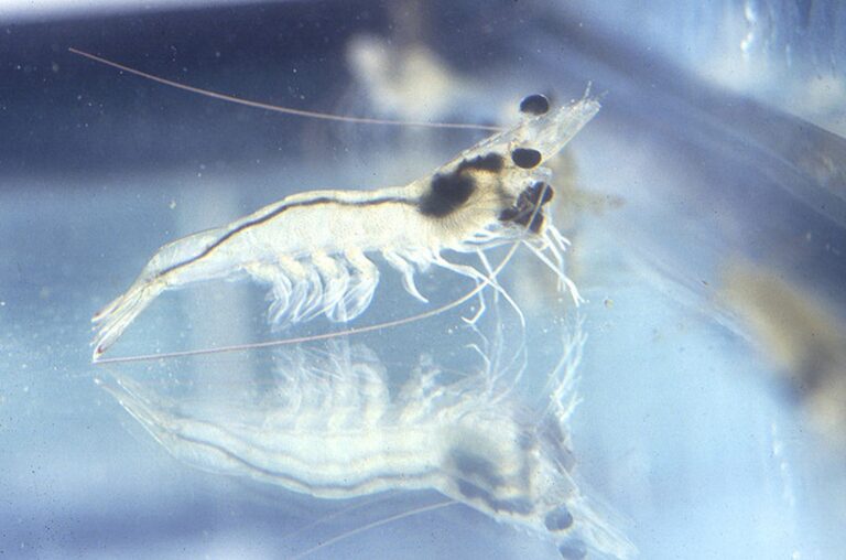 what is the largest shrimp