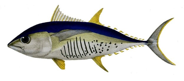 ALBACORE