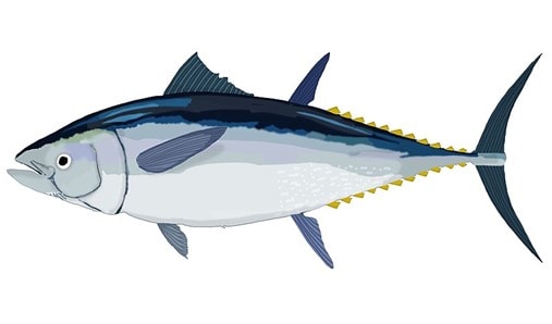 Atlantic Bluefin