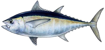 BLACKFIN