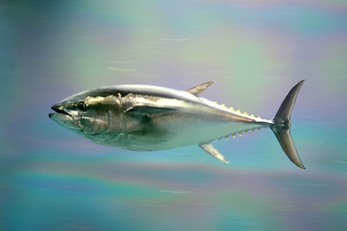 Pacific Bluefin