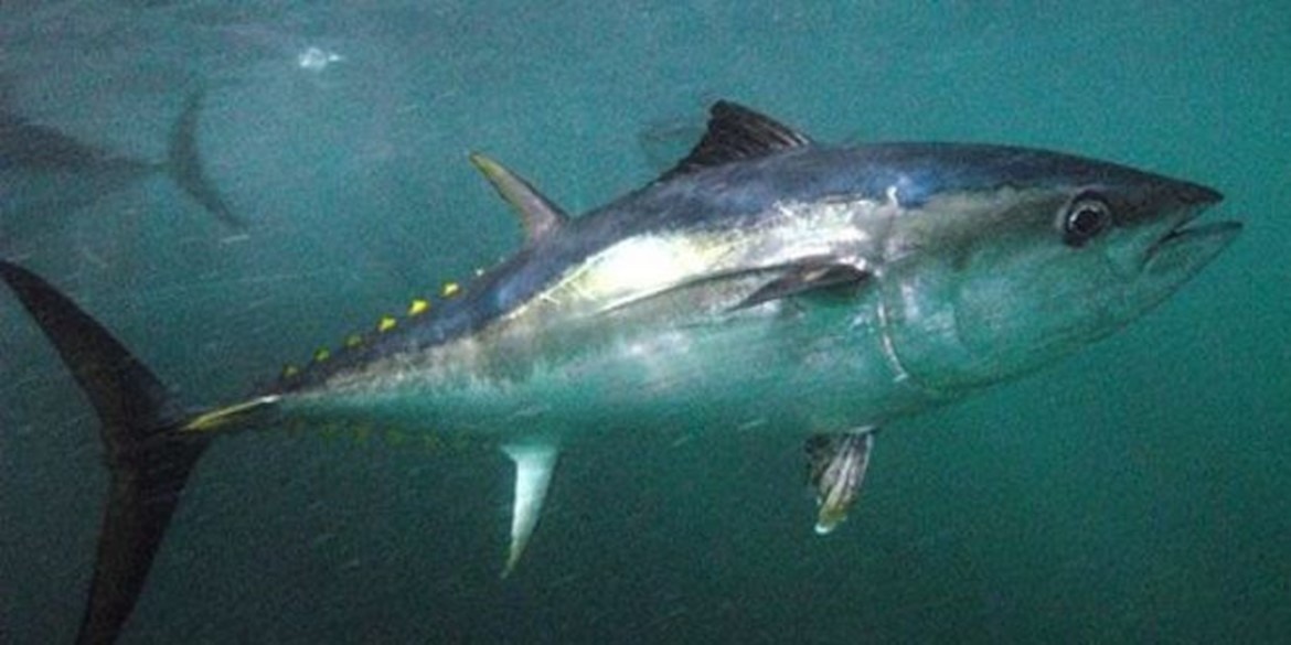 SOUTHERN Bluefin