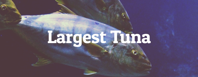 largest tuna