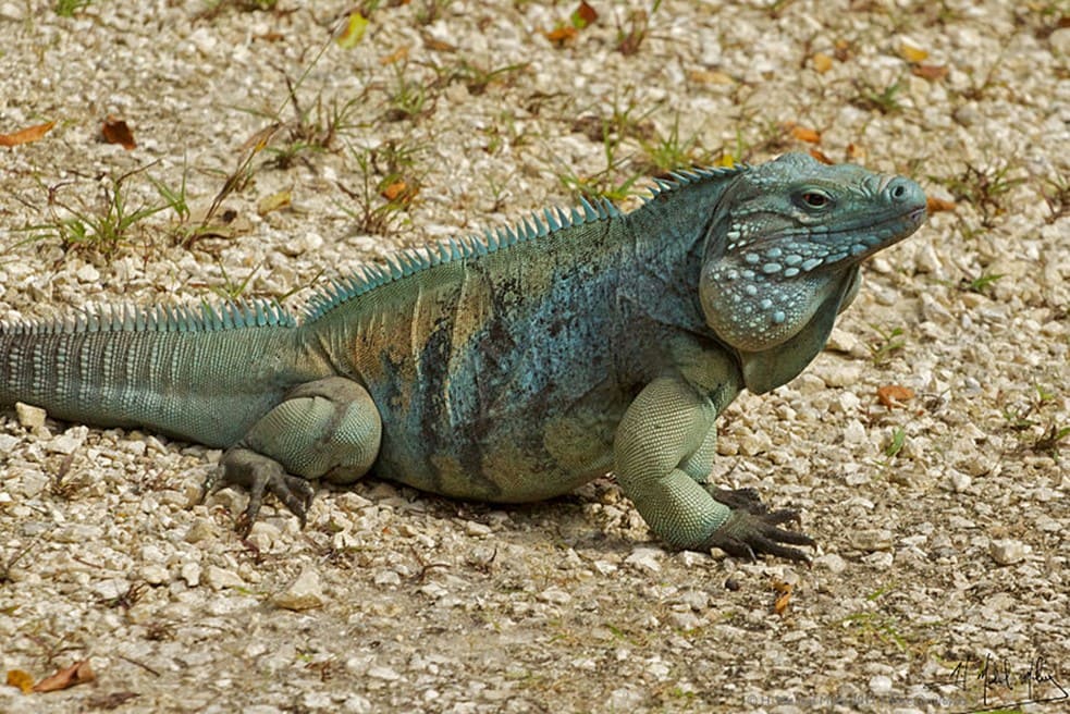 Blue Iguana