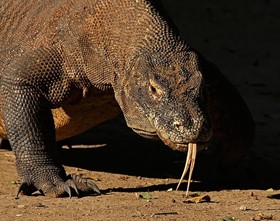 Komodo Dragon