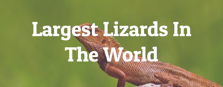 Largest Lizards In The World