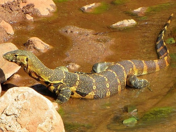 Nile Monitor