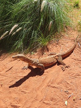 Perentie