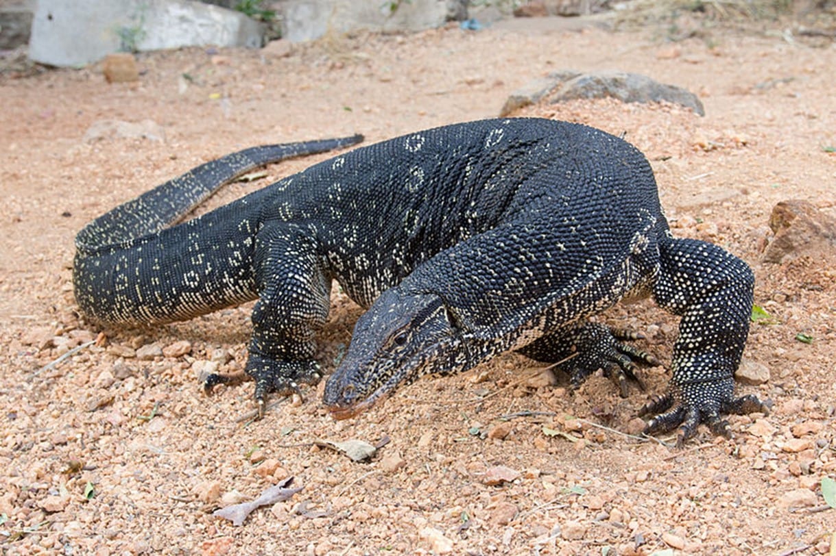 Water Monitor