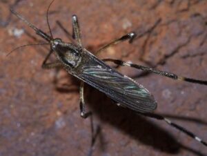 5 Largest Mostquito Species In The World - Largest.org