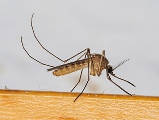 Common House Mosquito