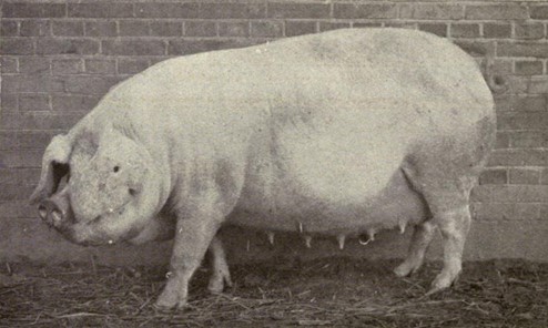 Landrace Pig
