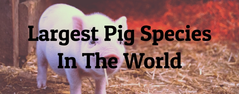 Largest Pig Species In The World