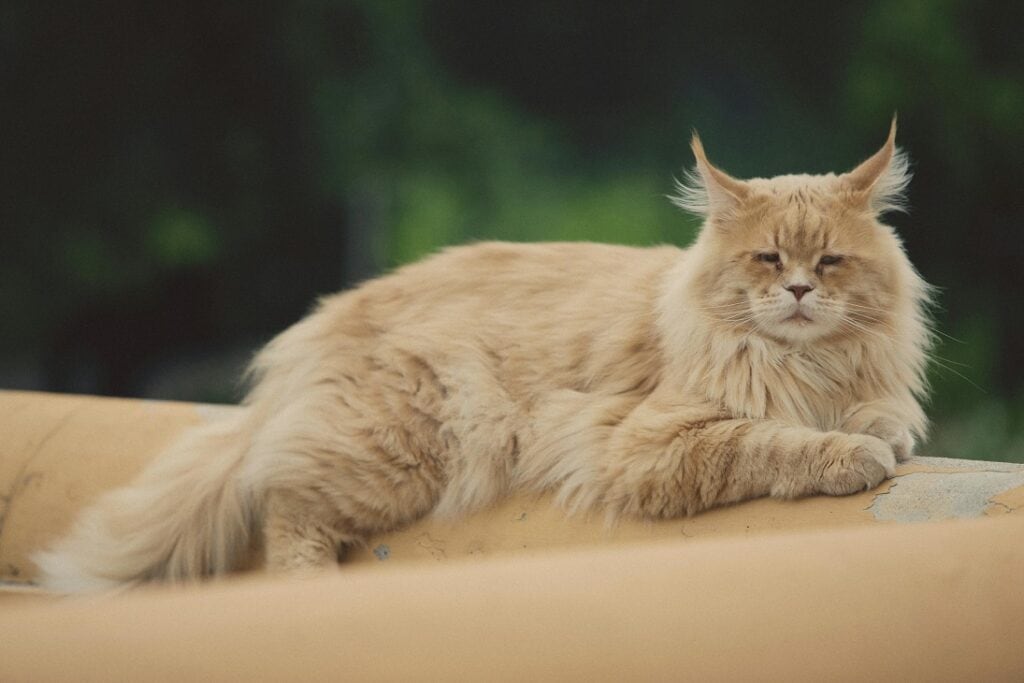 6 Largest Cat Breeds in the World - Largest.org